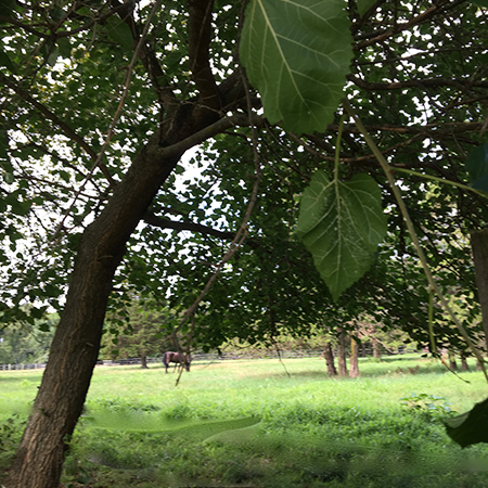 Field with horse