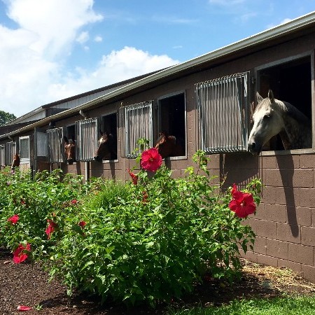 Stable and Flowers